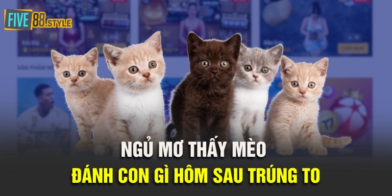 Ngủ mơ thấy mèo đánh con gì hôm sau trúng to?